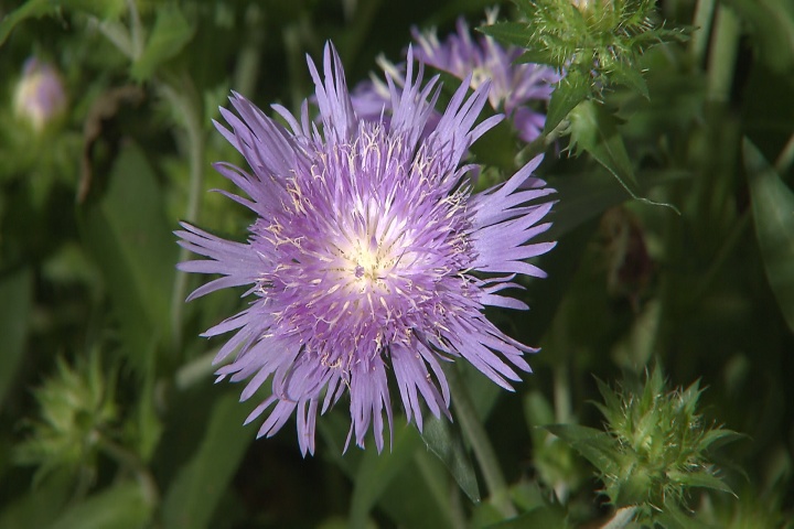 Native Stokes aster flowers return every year