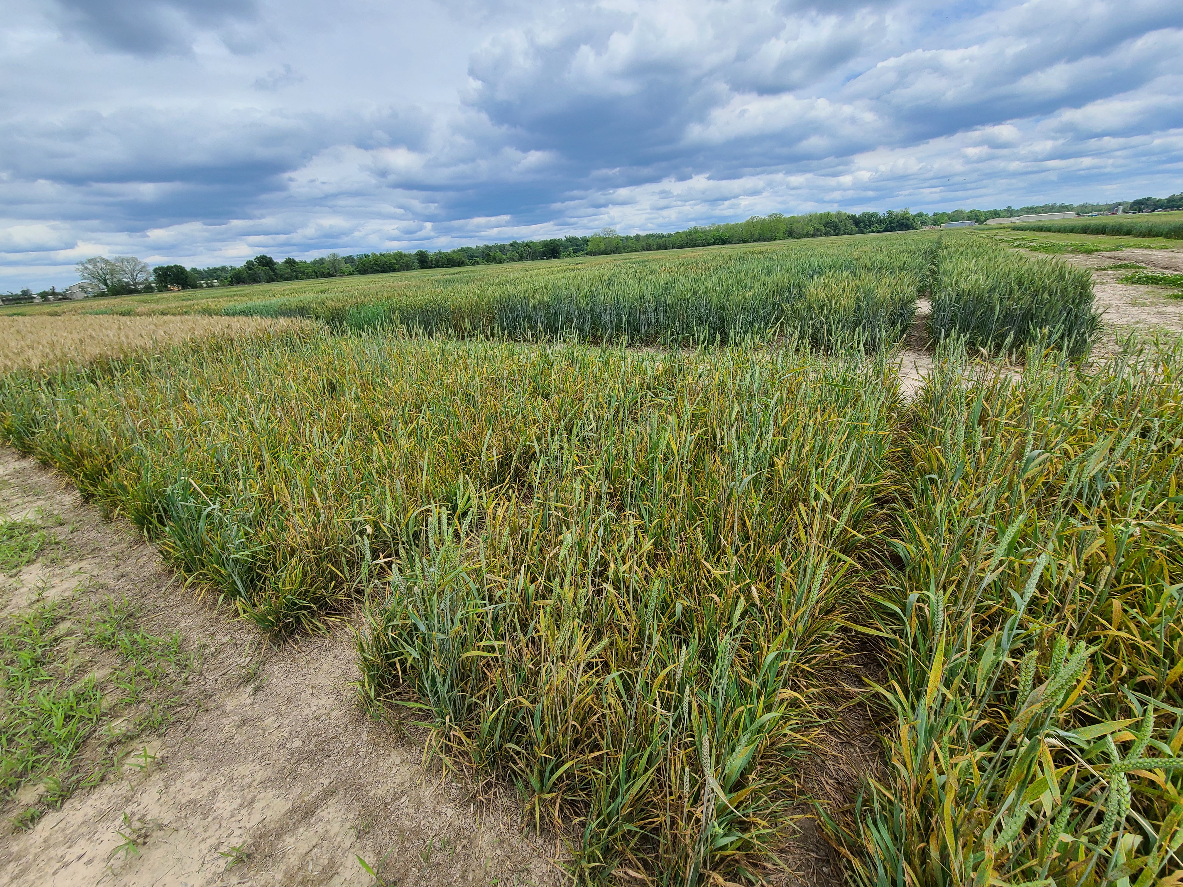 Hessian Fly Infestations on Louisiana Wheat