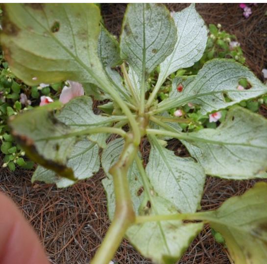 Downy mildew