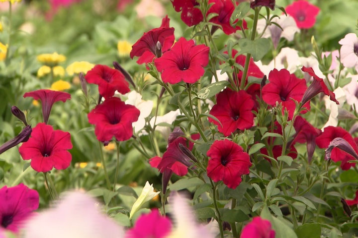 Check labels when choosing petunias