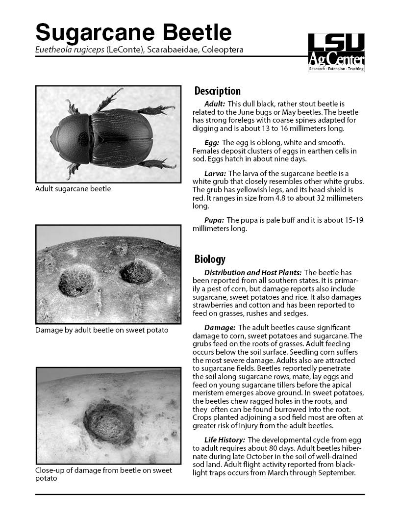 Sugarcane Beetle