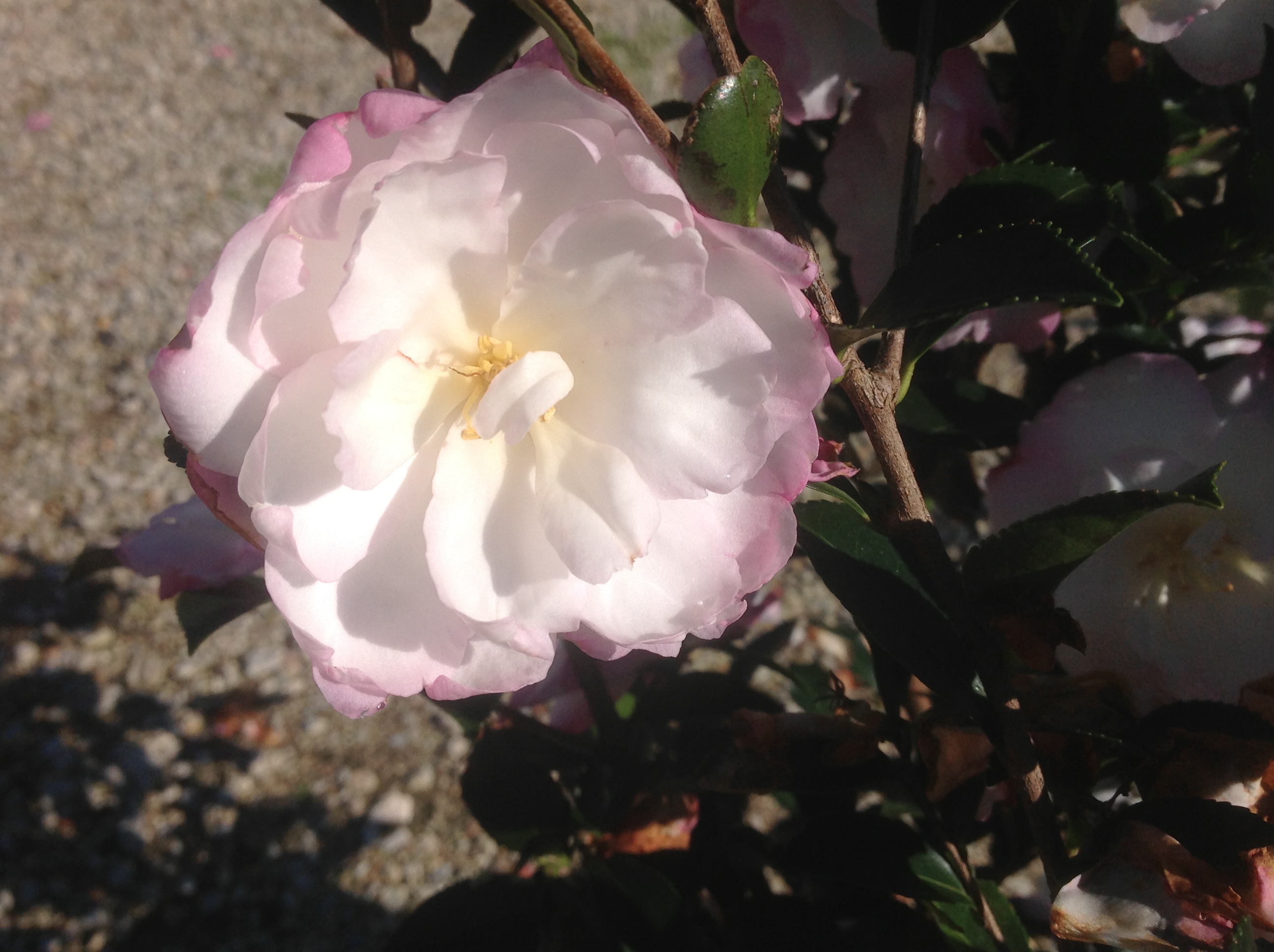Leslie Ann Camellia – Plant of the Week for November 16 2015