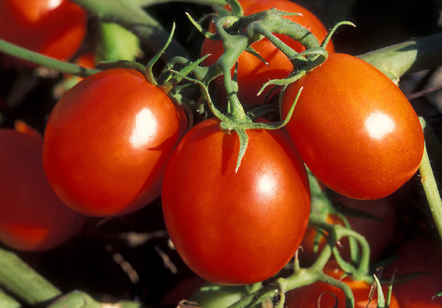 LSU AgCenter Offers Vegetable Gardening Class
