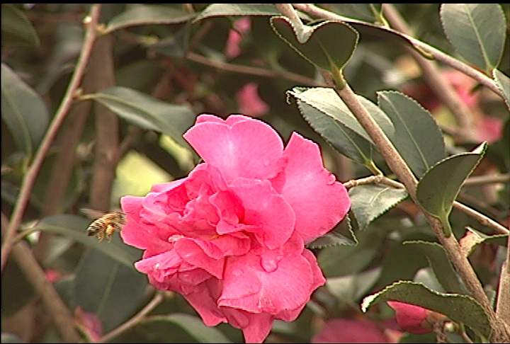 Fall-blooming sasanqua makes a great shrub