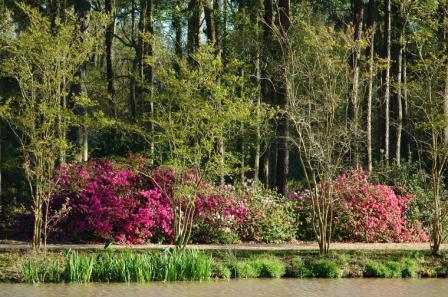 Selecting the Right Shrubs for the Landscape