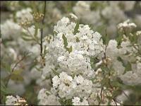 Spirea