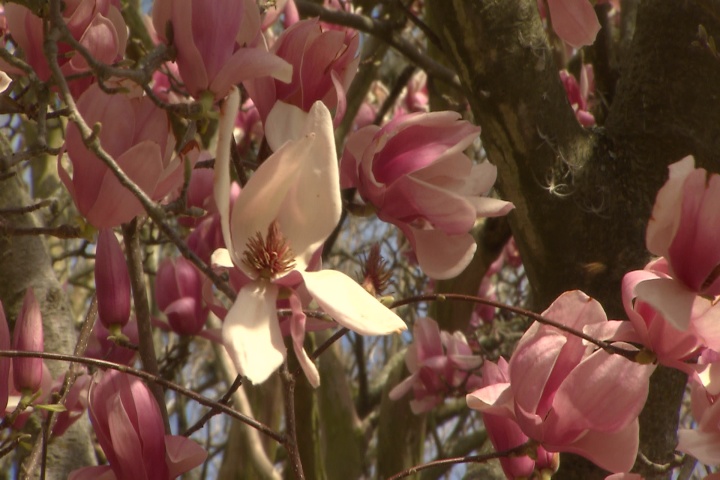 Prime time to plant Japanese magnolias