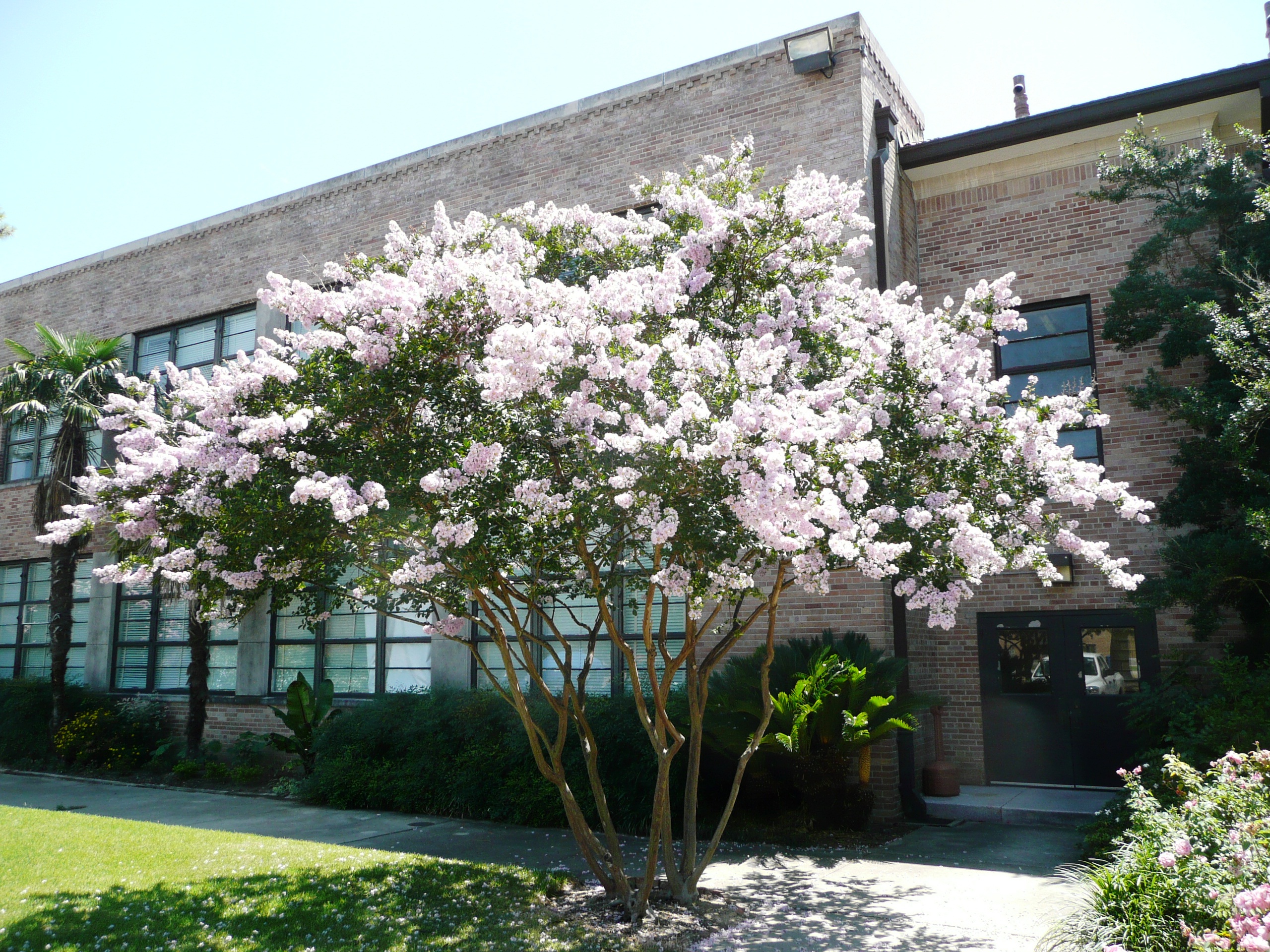 Here’s why crape myrtles may not bloom
