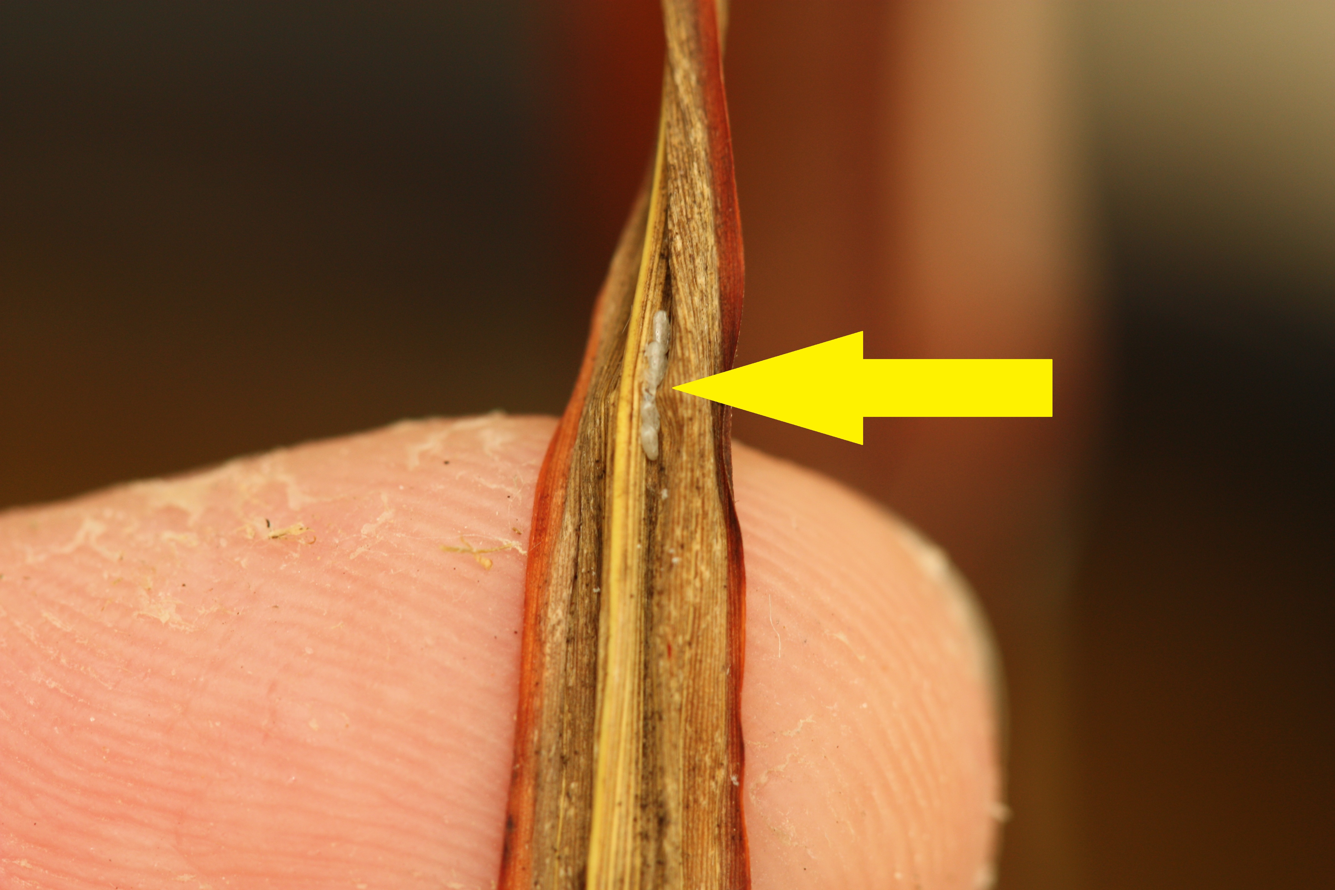 Mexican Rice Borer Eggs 2