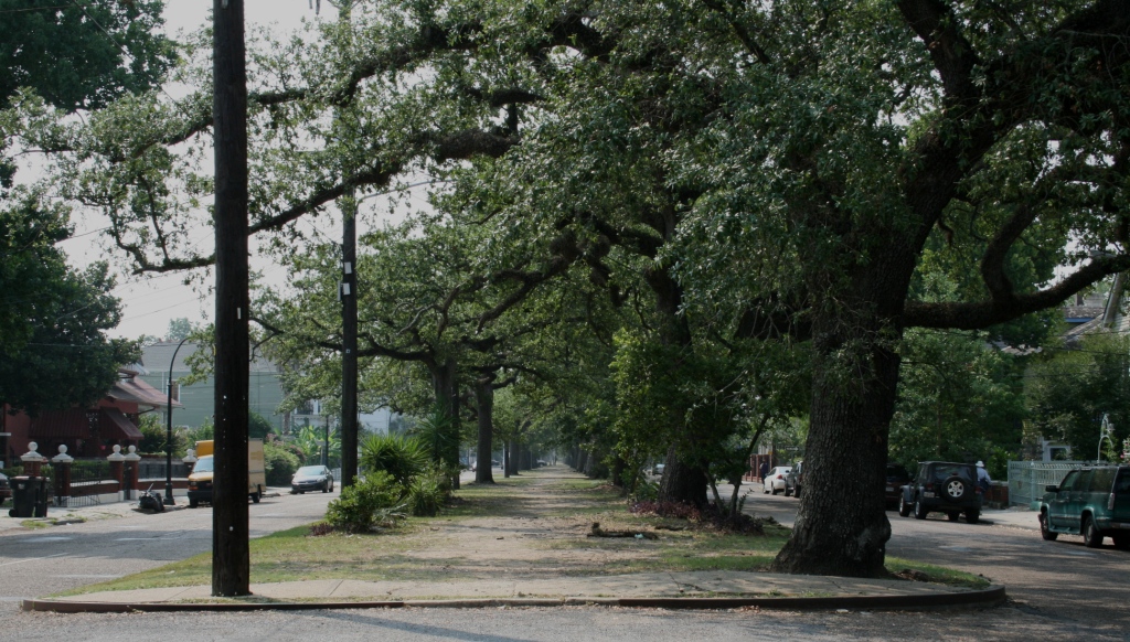 Tree Inspection Video