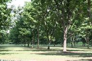 Pecan Tree Care