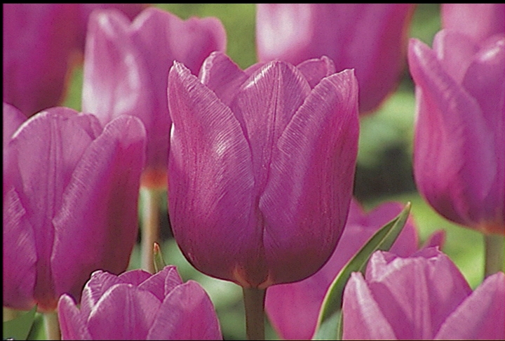 Prepare gardens for spring bulbs