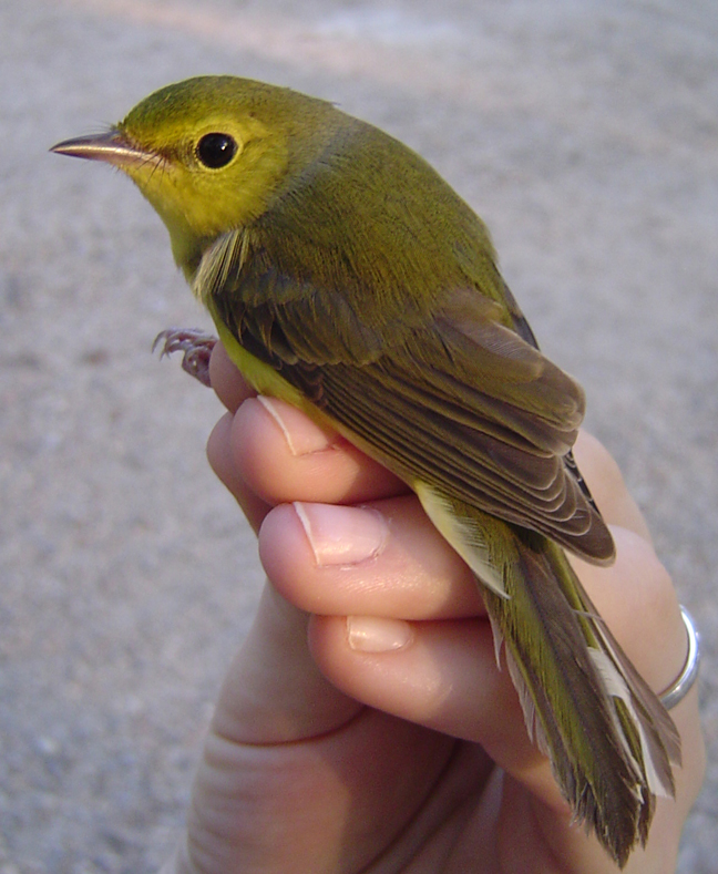 Summer-breeding birds