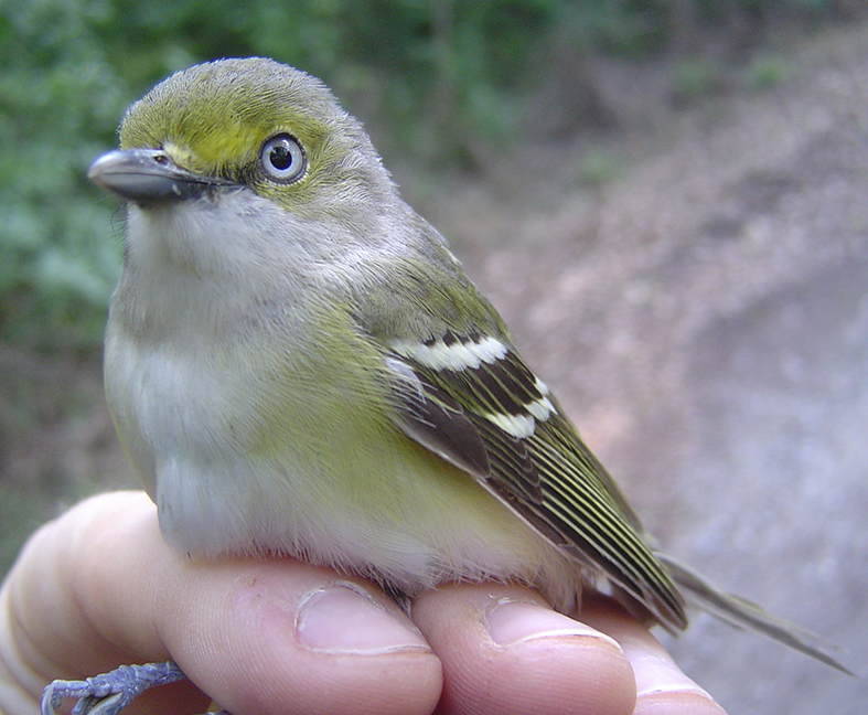 white-eyed Vireo