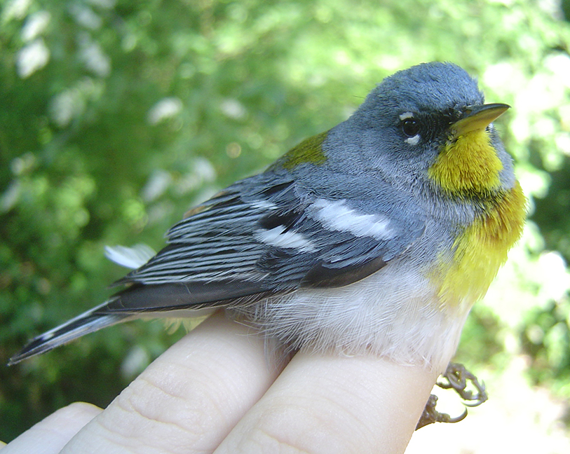 Northern Parula