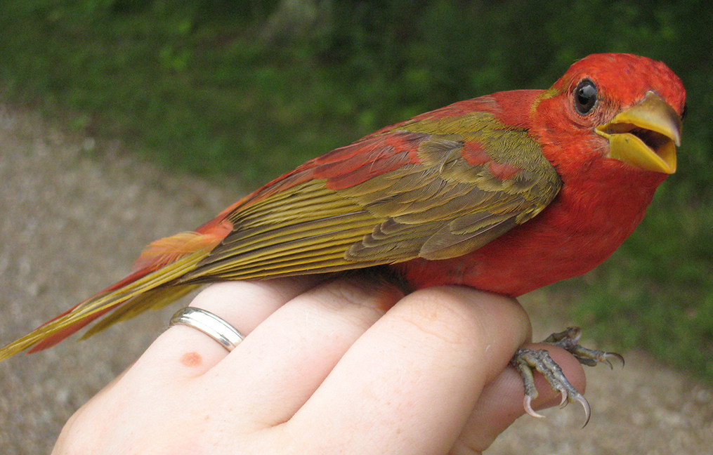 Summer Tanager