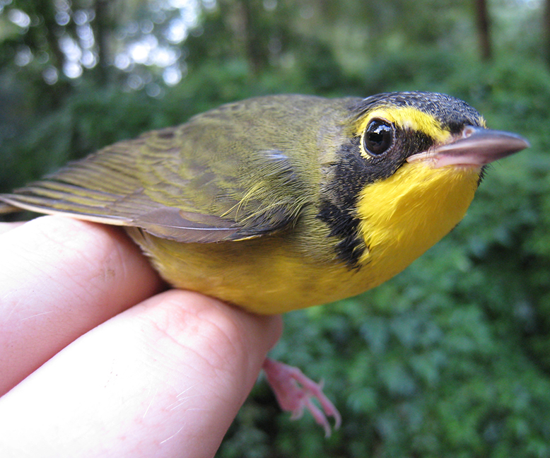 Kentucky Warbler