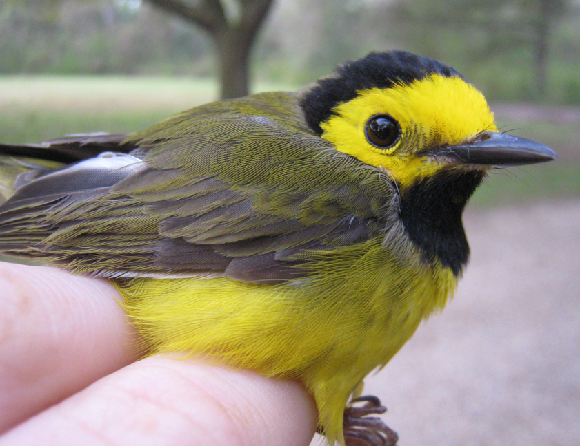 Hooded Warbler