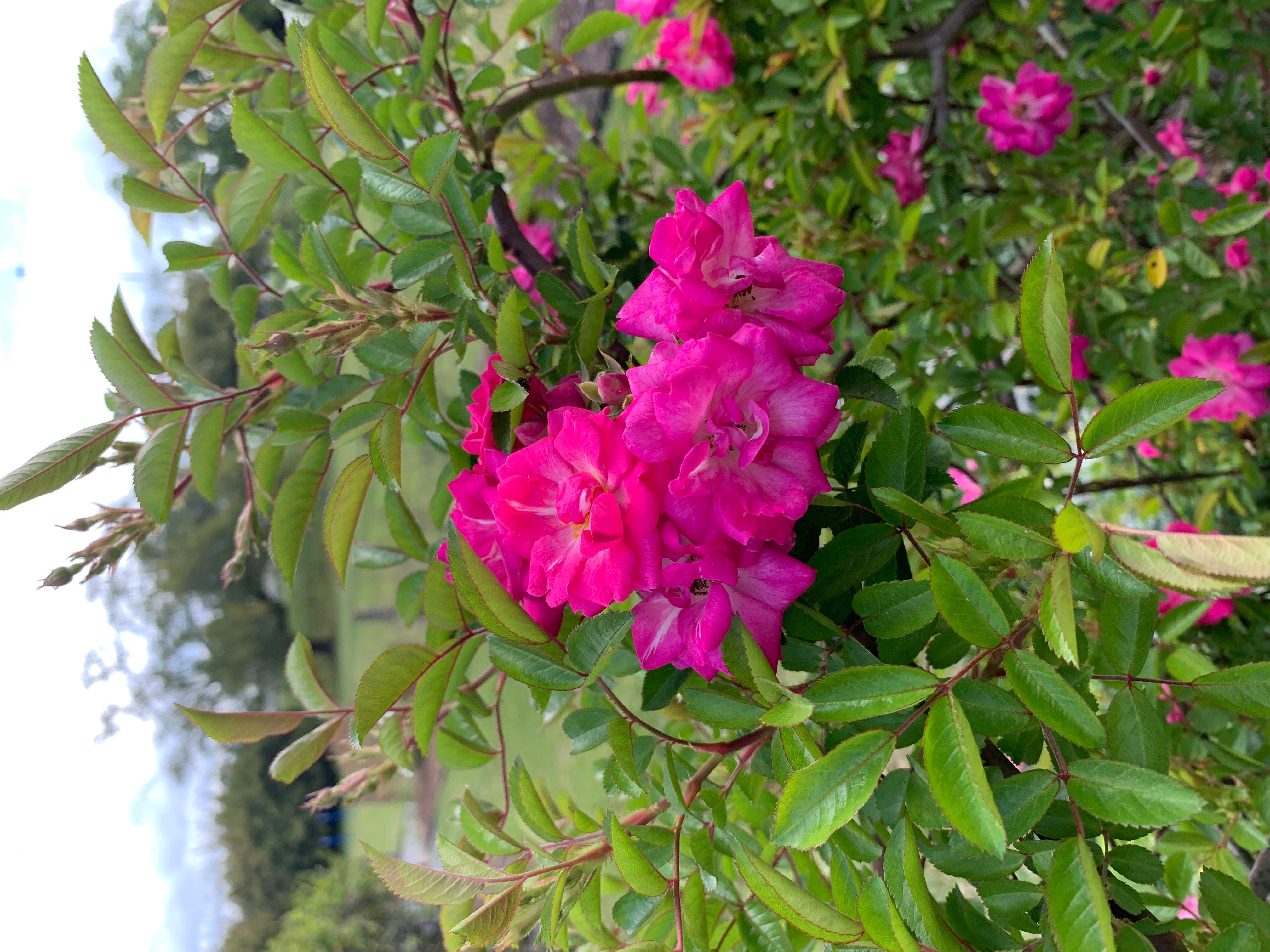 Pink flowers.