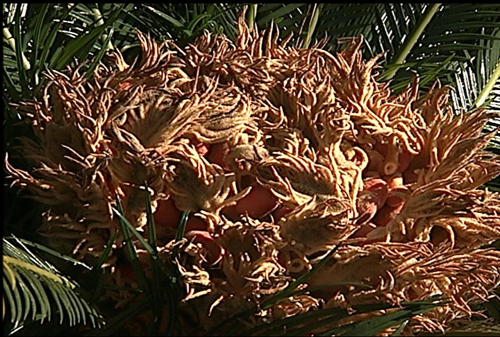 Popular sago palm produces poisonous seeds