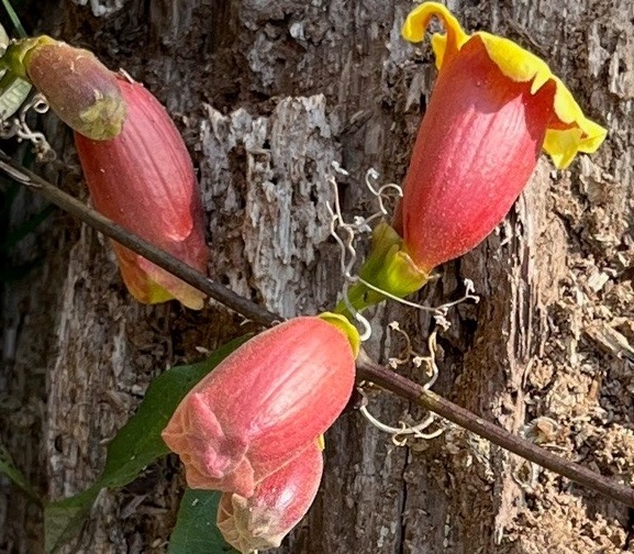 Roots, Shoots, Fruits & Flowers: Crossvine, Sapsucker Damage, Weird Carrots & a Cold-damaged Tropical Tree