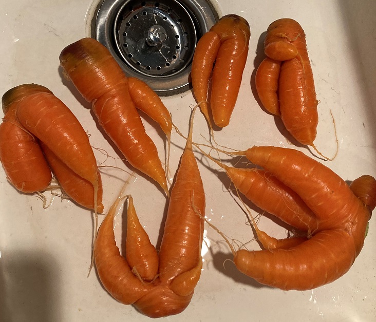 329_fig_3_weird_carrotsjpg