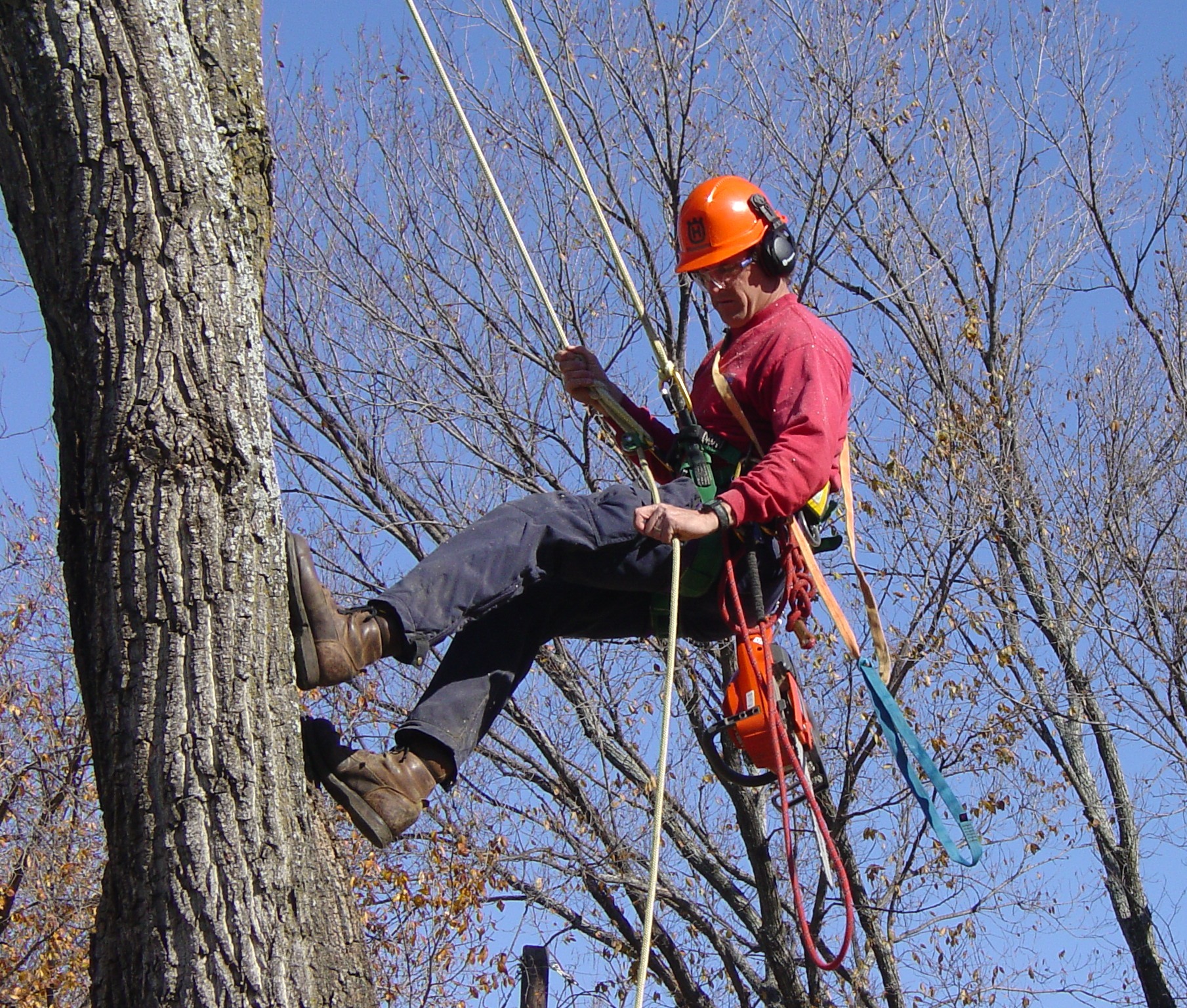 Arborist climbs a tree to prune a large branch.