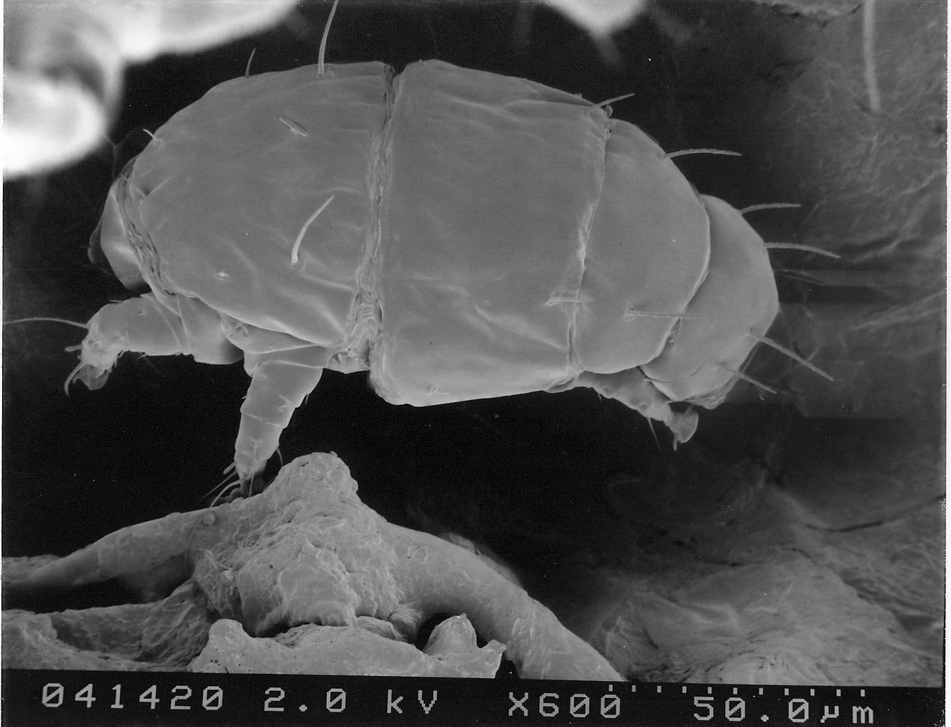 Panicle Rice Mite - Immature