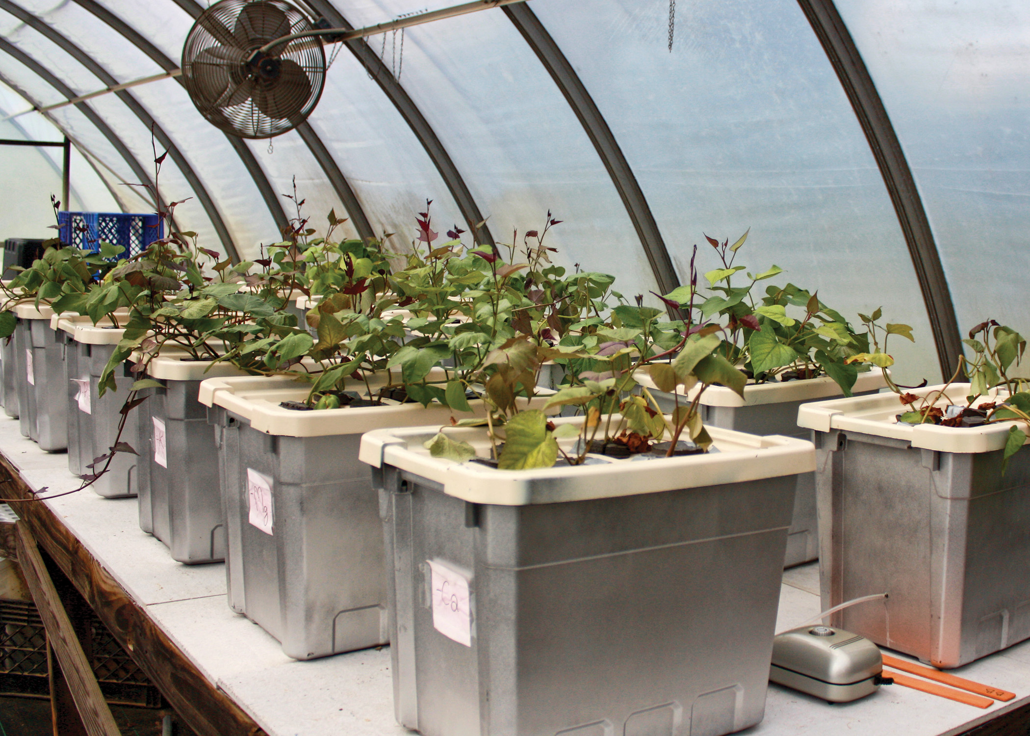 Revealing the Hidden Half: Development of a Low-cost Aeroponics Growth System As a Tool for Sweet Potato Root Research