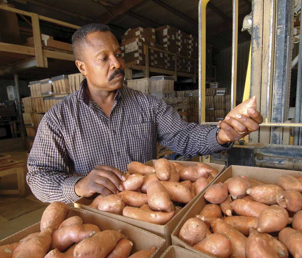 Roberts Named ‘Mr. Yam’