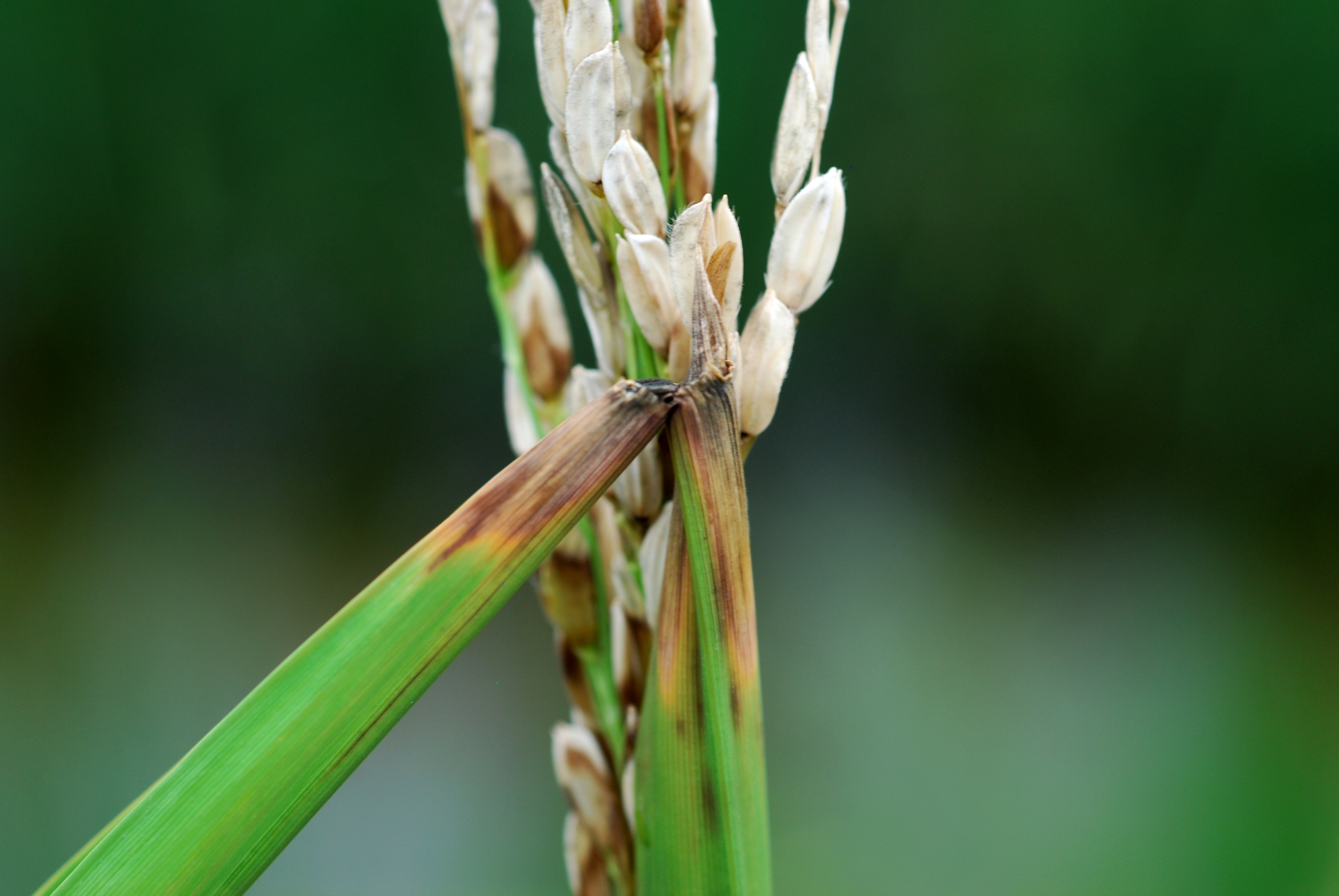 Rice Flag Leaf Collars