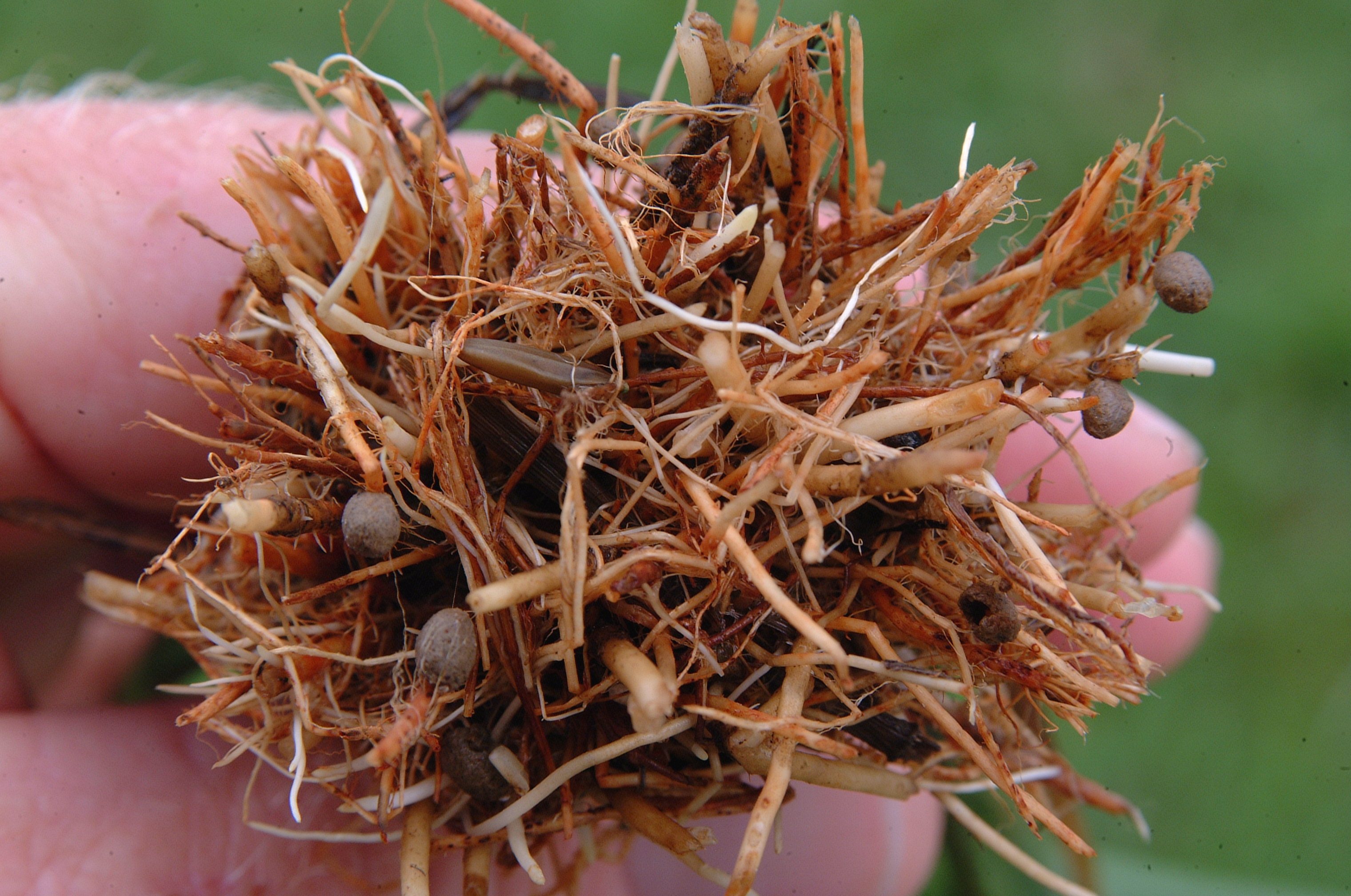 Rice water weevil pupal cases on rice plant roots.
