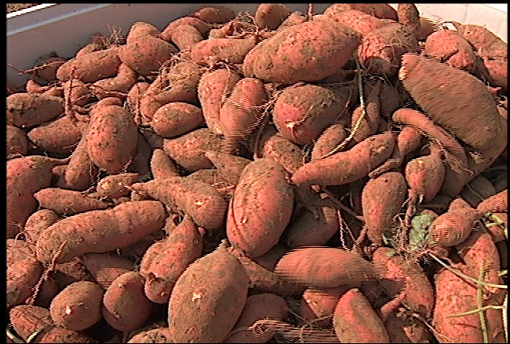 Sweet potato harvest helps farmers recover