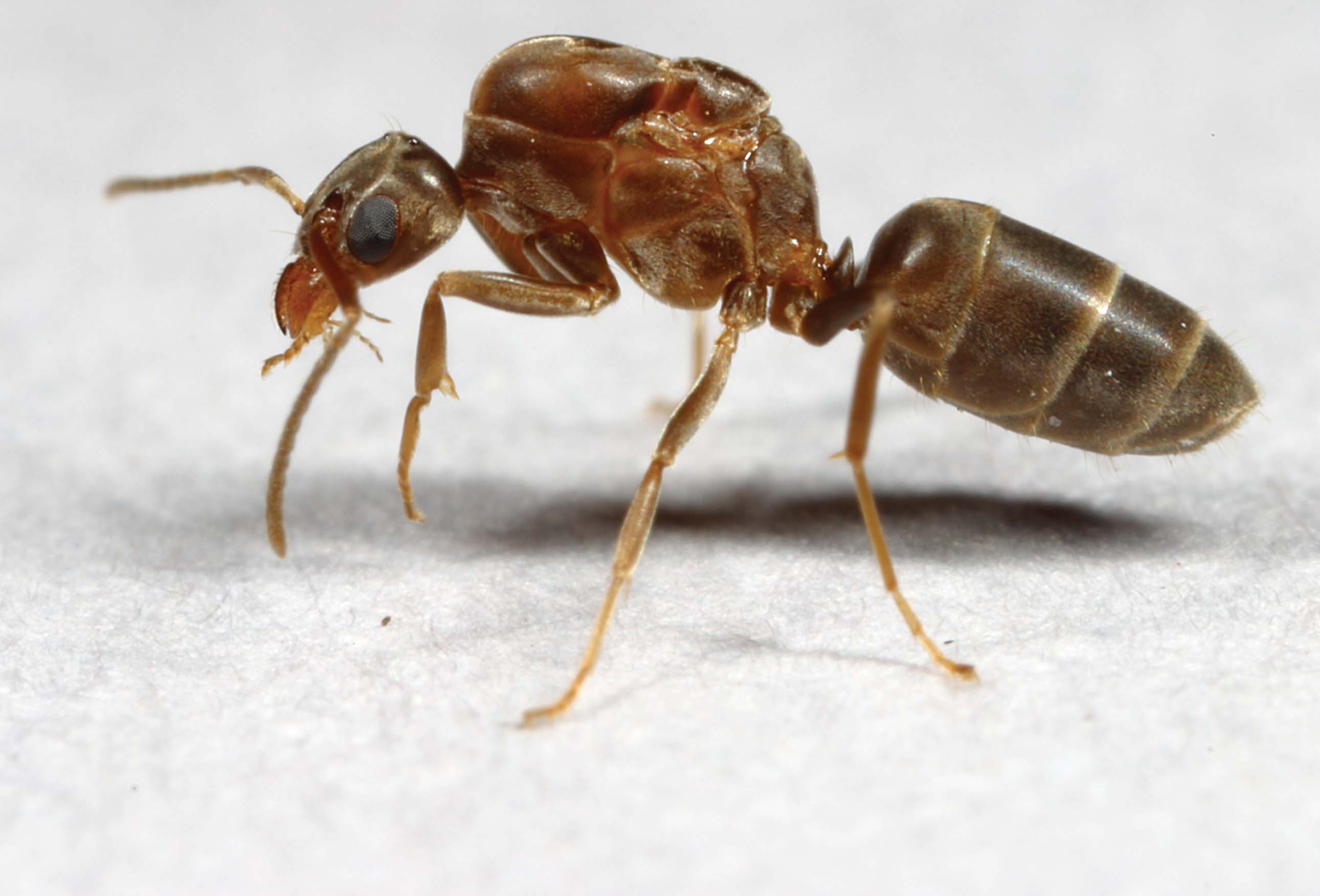 Communitywide Control of Argentine Ants in Louisiana