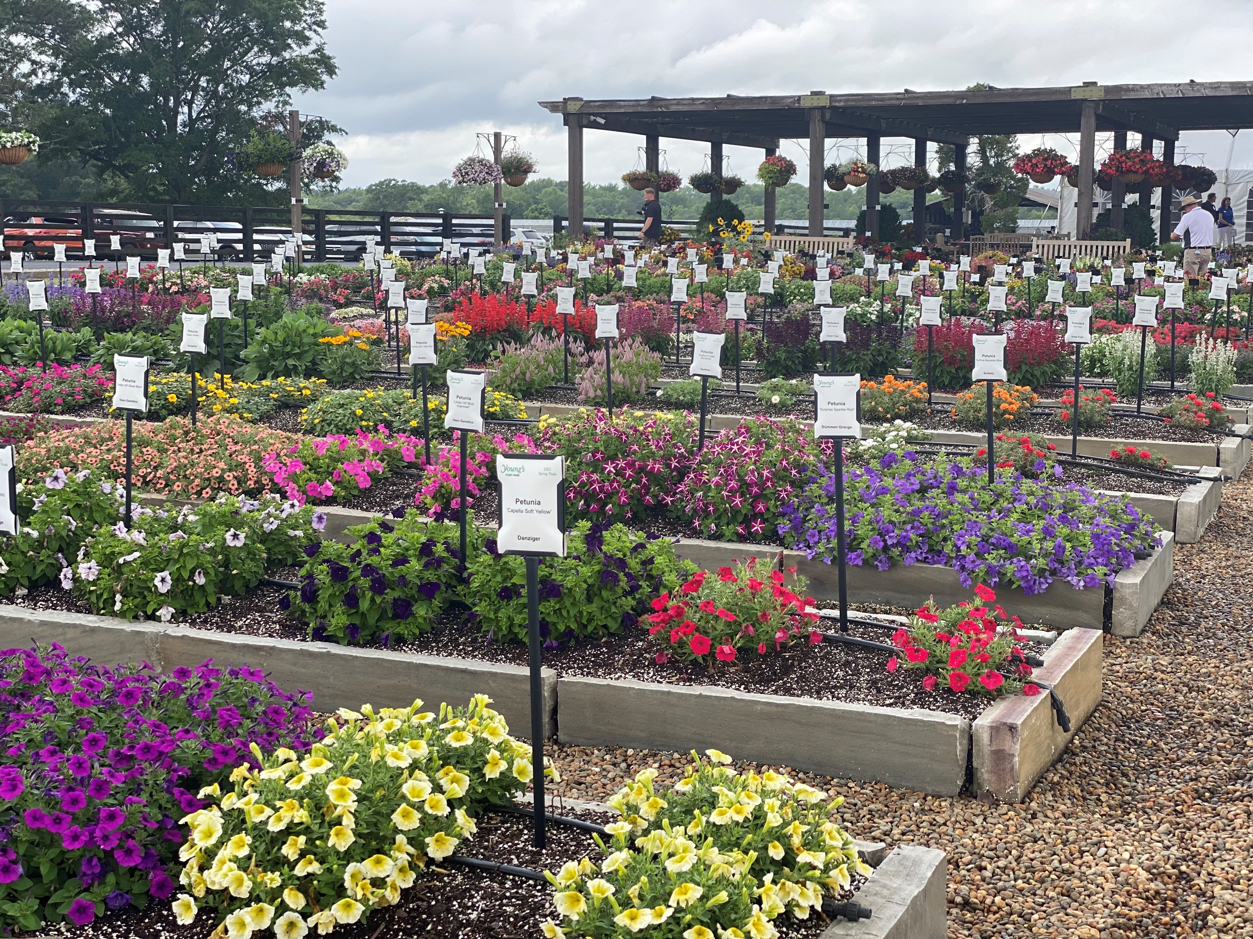 Take advantage of trial garden evaluations