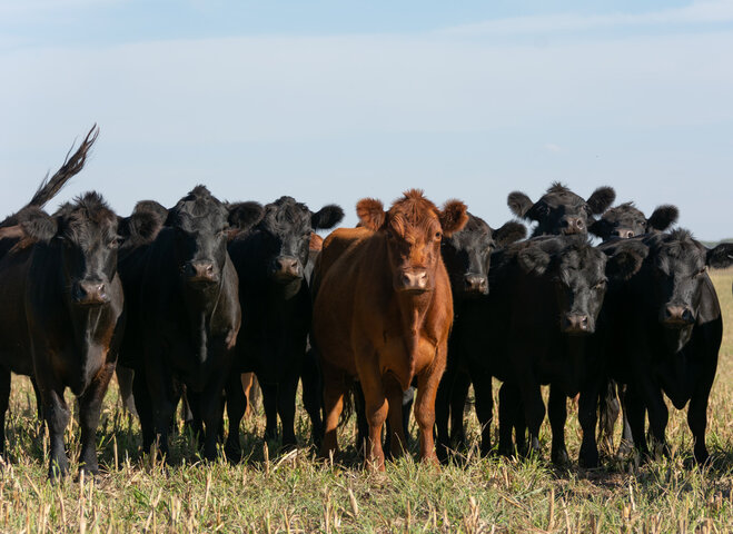 Beef Cattle Connection - March 2024
