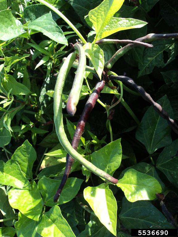 Some Vegetables Like It Hot