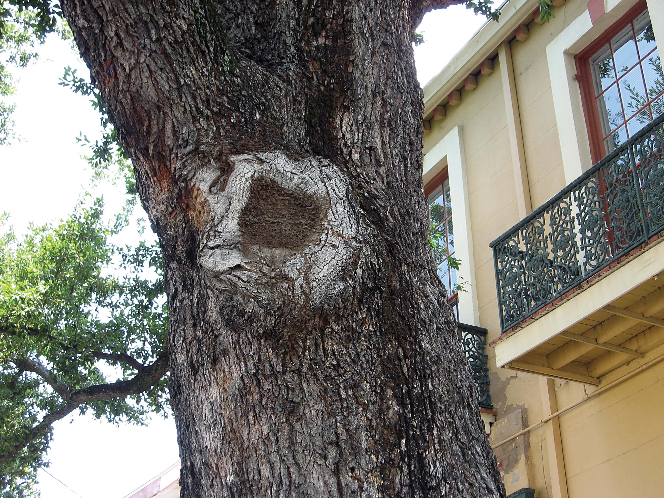 Treating Trees: A successful Louisiana program for managing Formosan Subterranean Termites