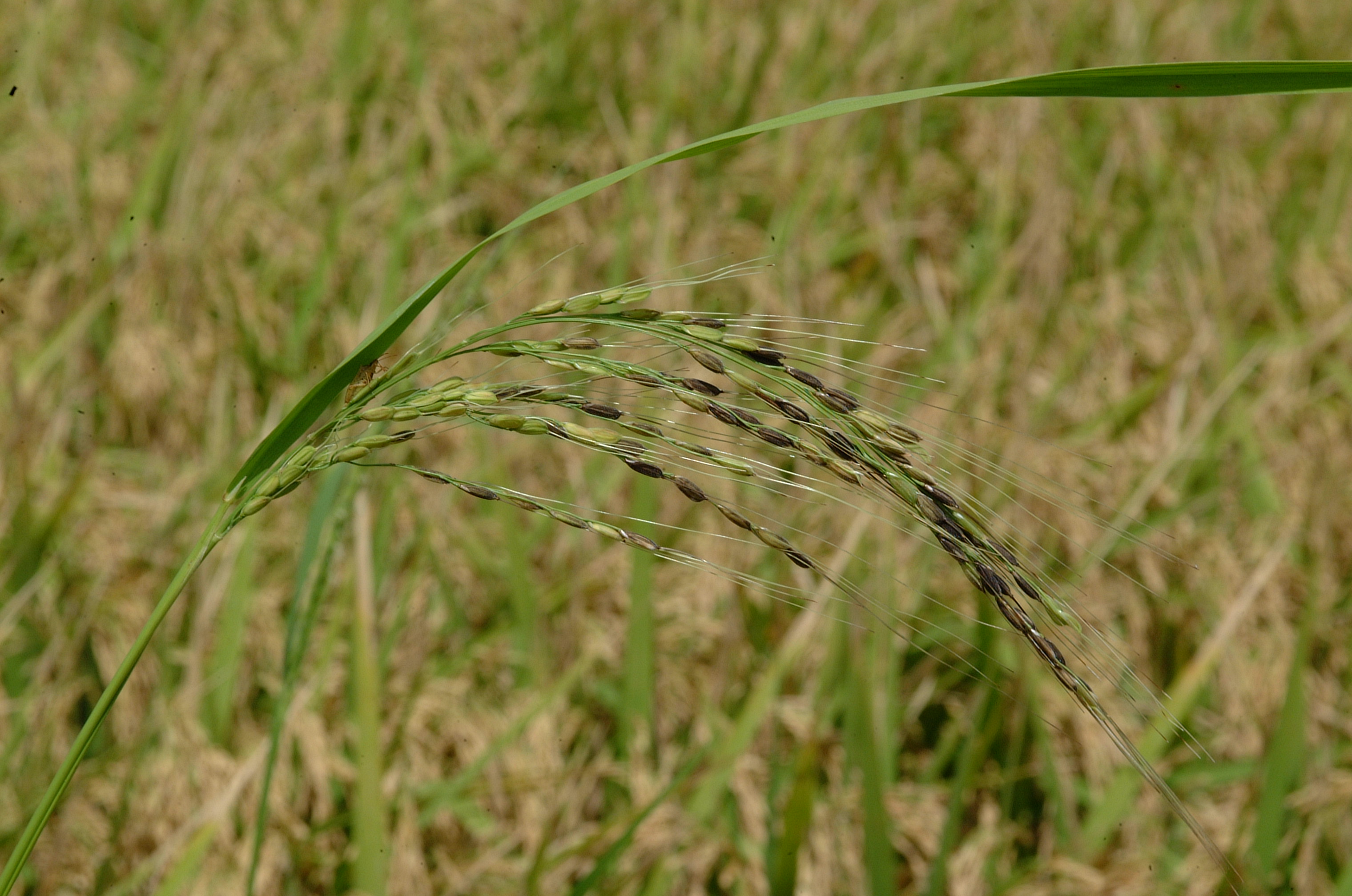 black hulled red rice