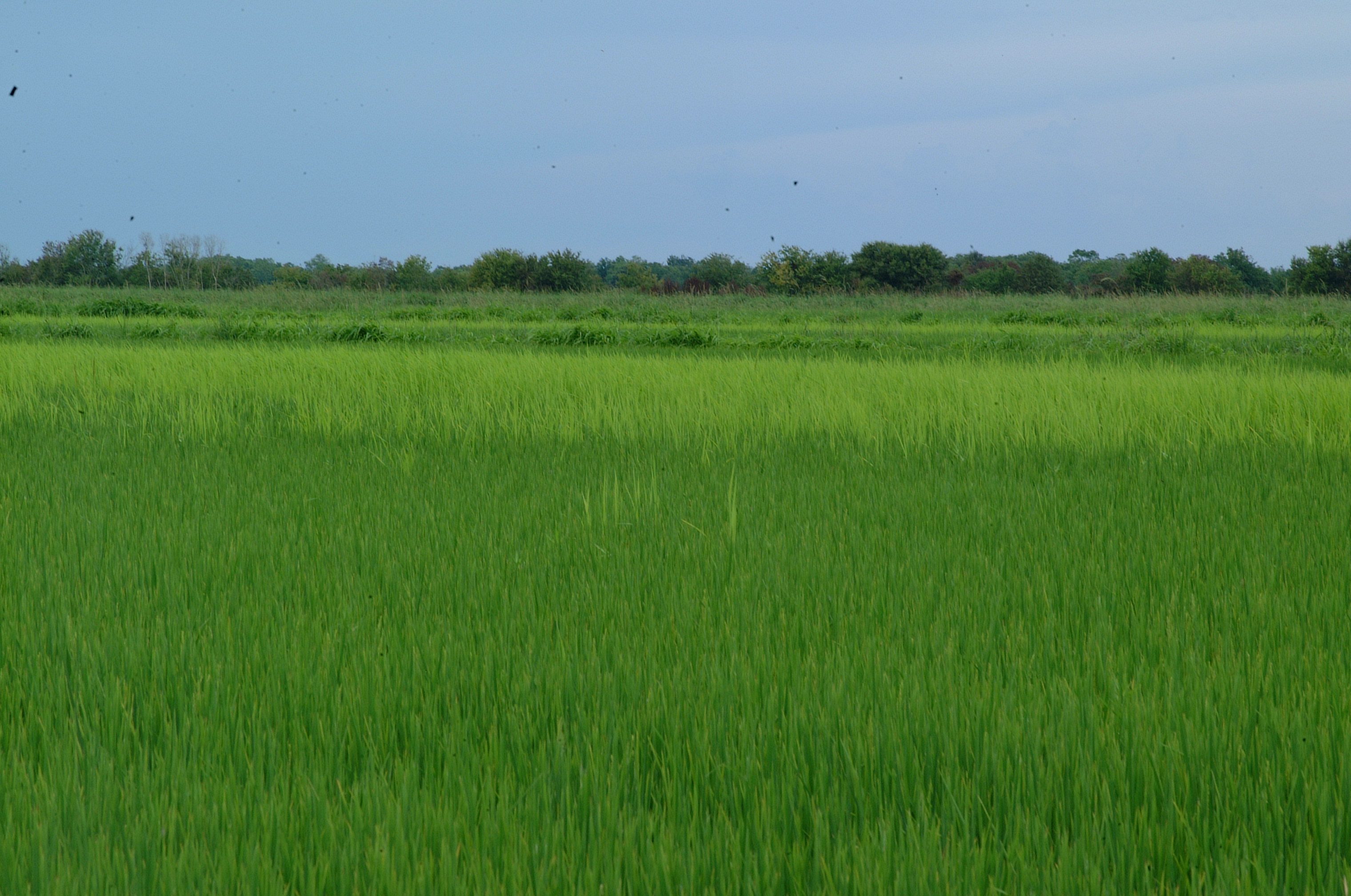 comparison of red rice to cultivated