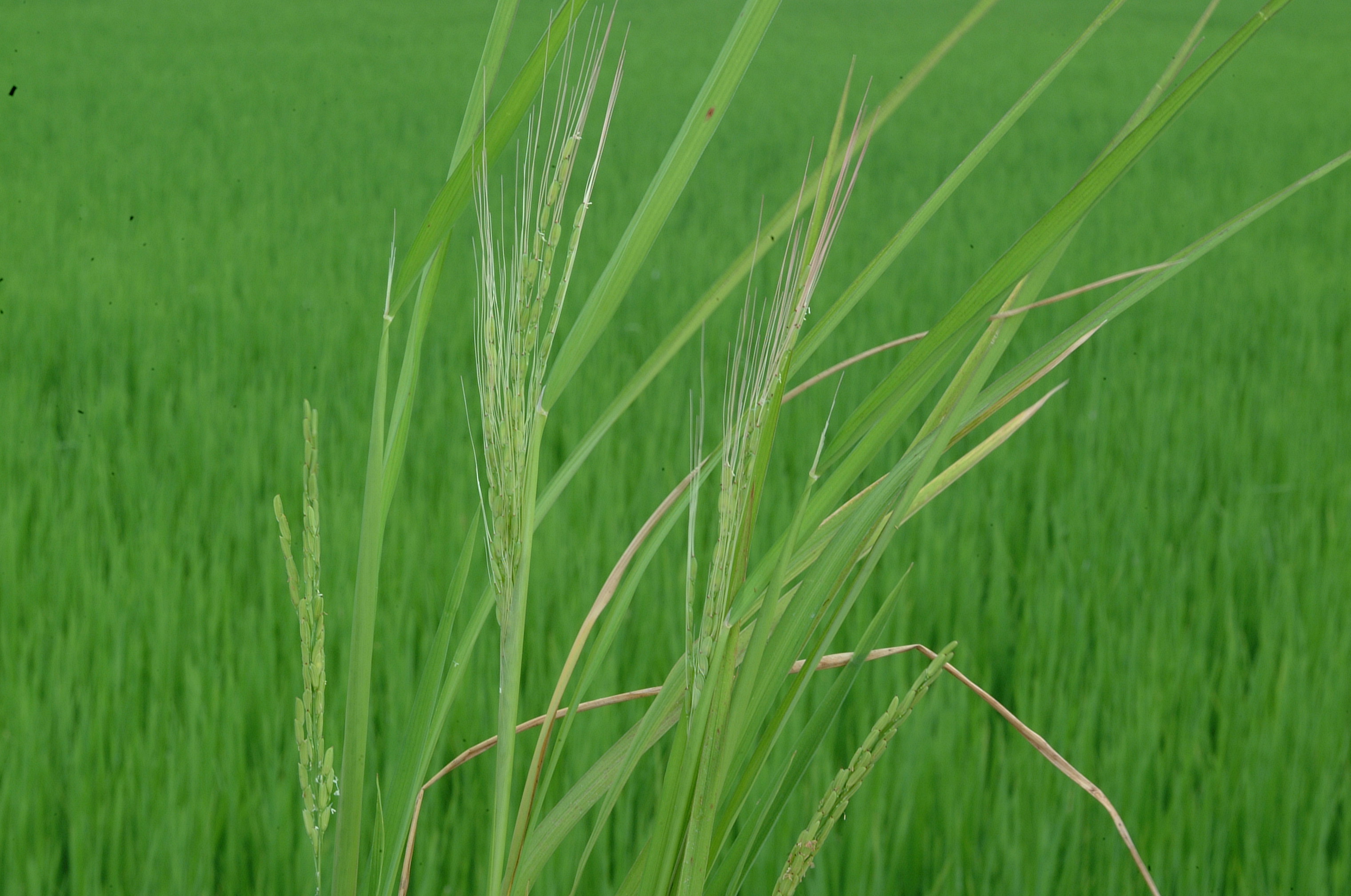 immature panicles of red rice