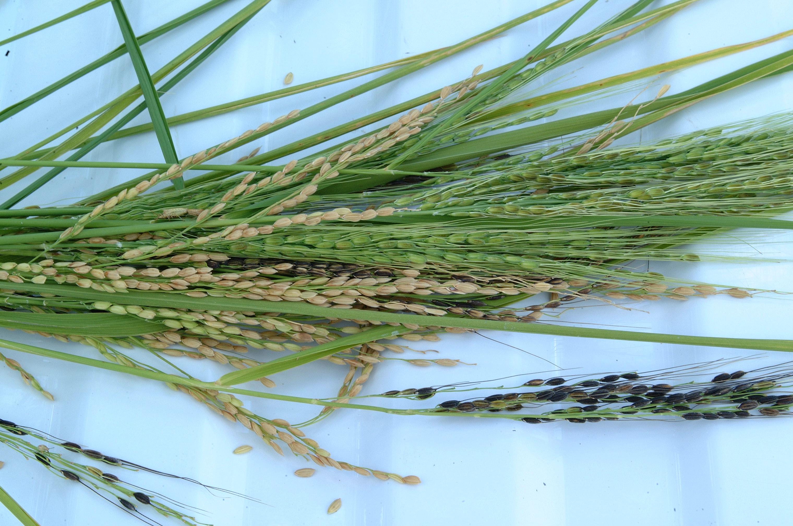 3 types of red rice panicles
