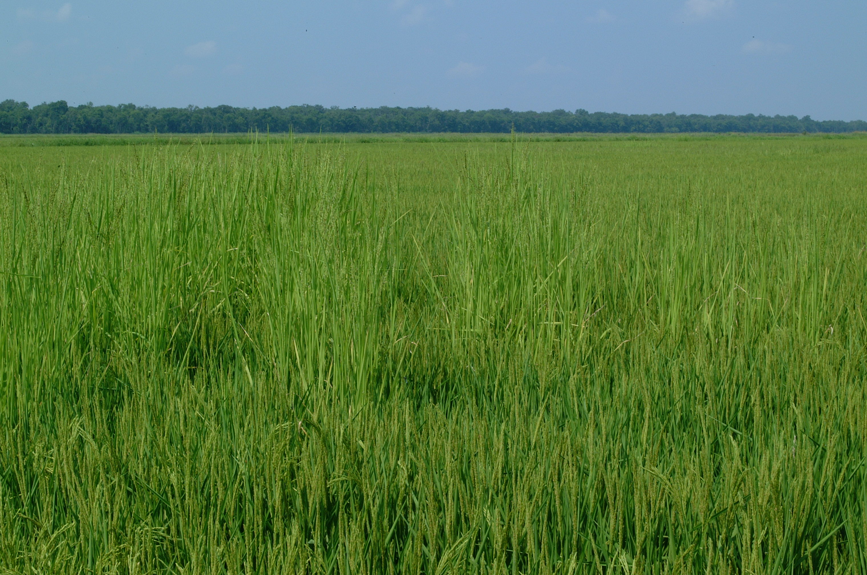 red rice plants