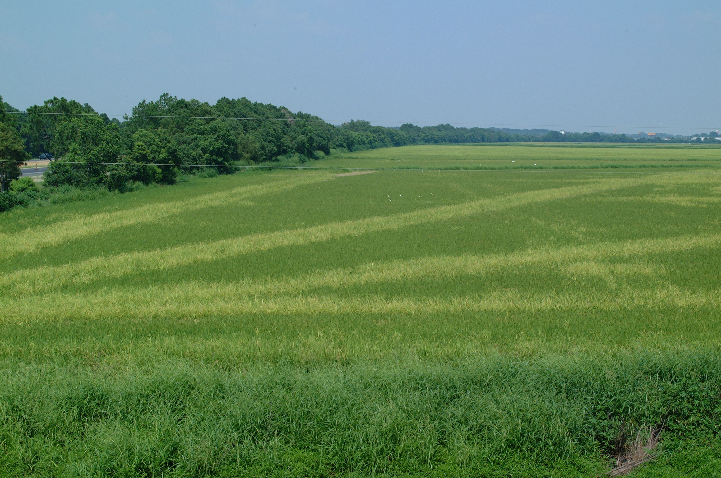 Red Rice (Oryza sativa)