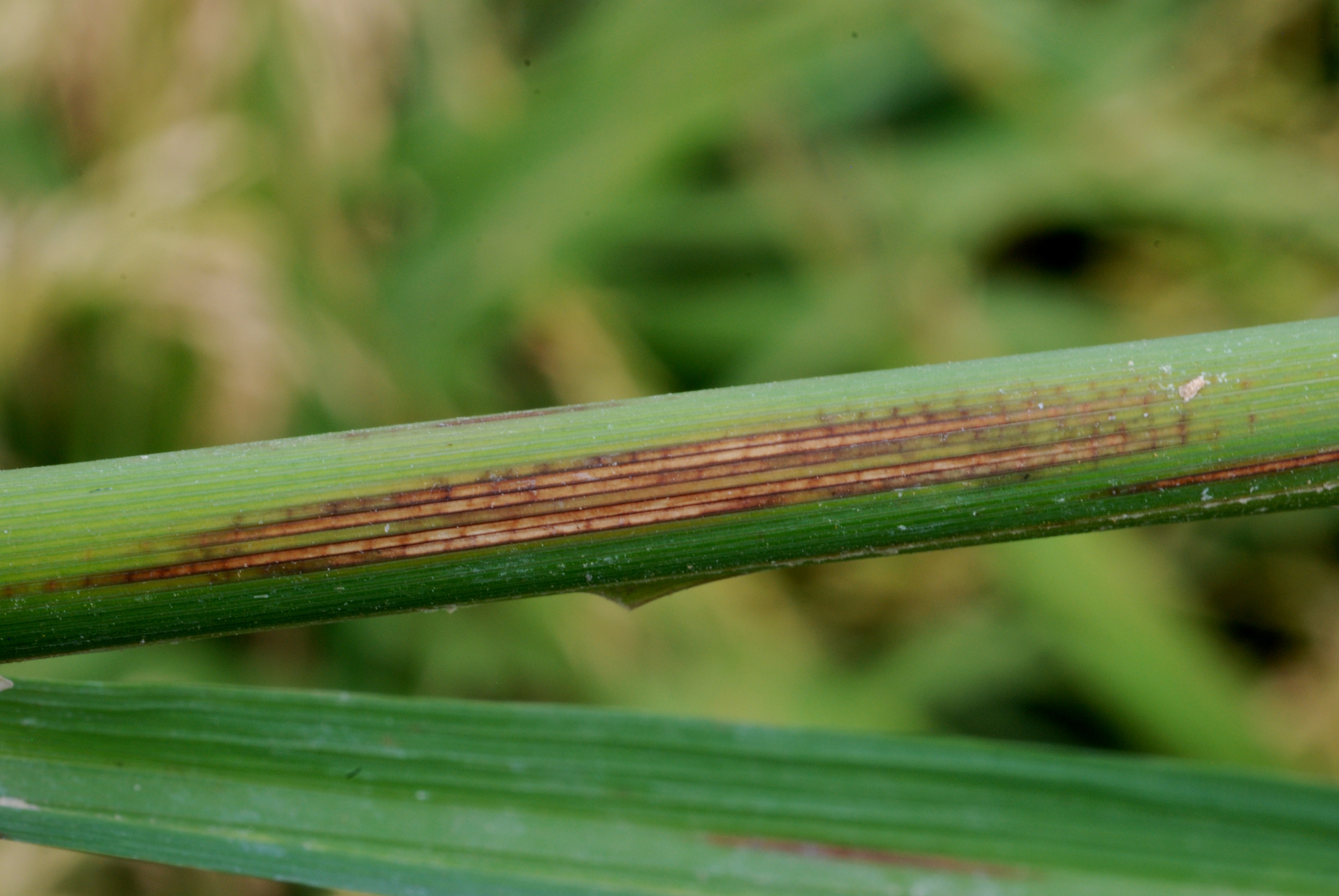 Moderate Leaf Sheath Infection 2