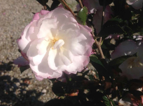 Leslie Ann Camellia