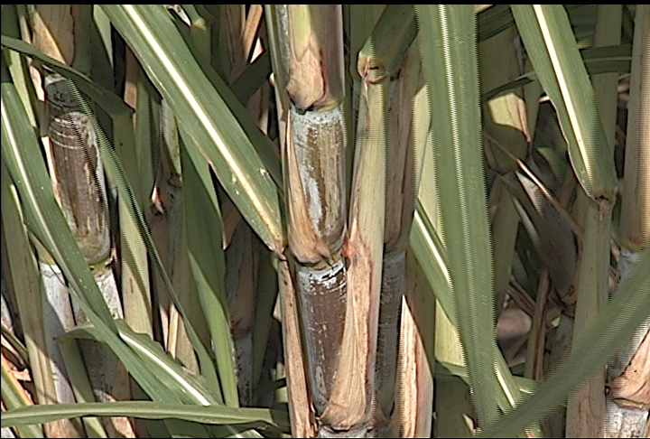 Sugarcane rebounding after slow start
