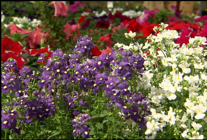 Nemesia aromatica provides spectacular color