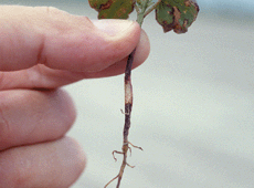 roots