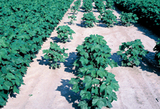 cotton stand